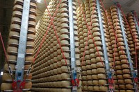 Guided tour to a Parmigiano Reggiano cheese dairy